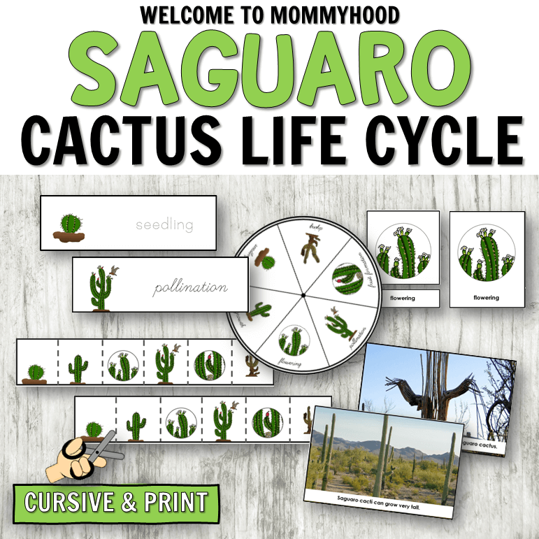 Use these Saguaro Cactus Life Cycle Printables to create fun, hands-on learning activities your students will love! This set includes detailed images that clearly demonstrate the life cycle of a cactus.
