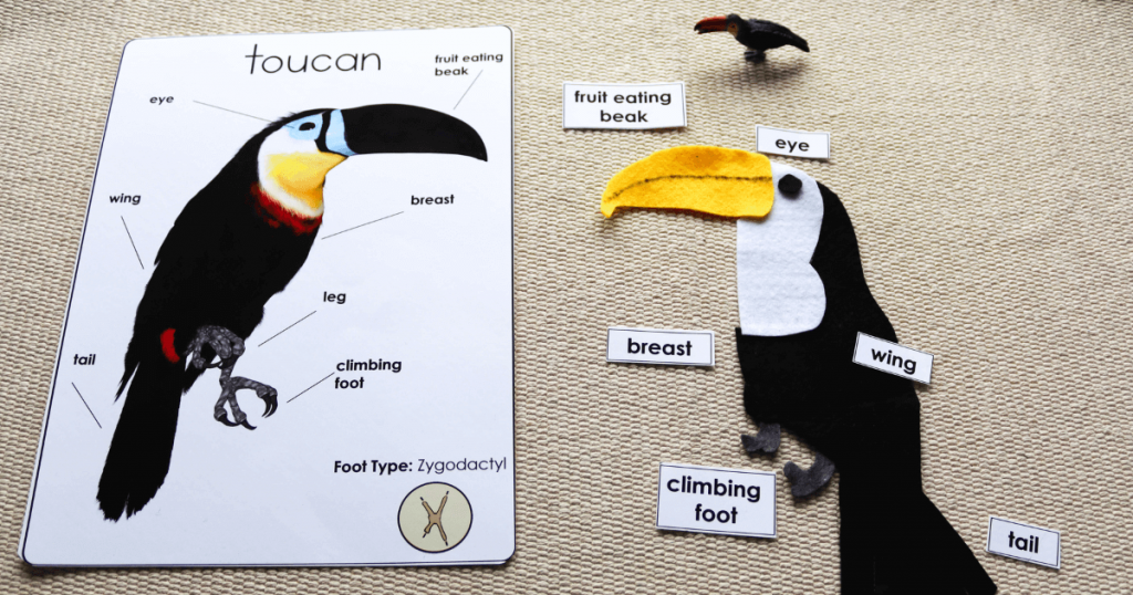 Toucan Theme Montessori Activities Featured Images