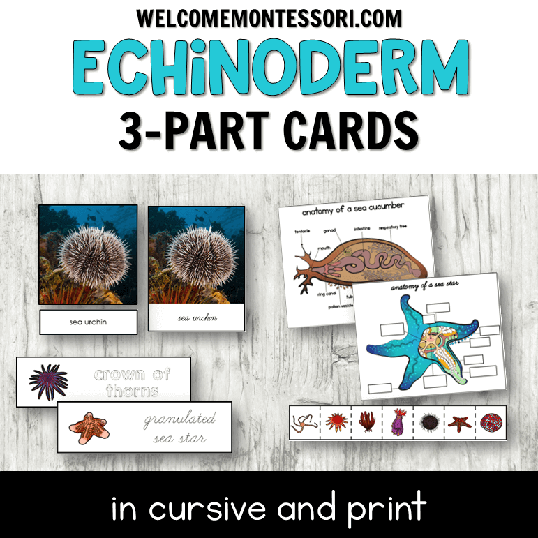 Montessori lower elementary grammar work - study marine animal collective nouns. Perfect for ocean theme. Free printable.