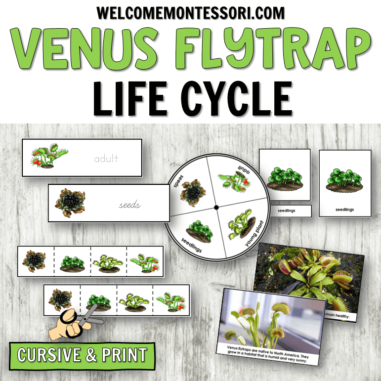Use these Venus flytrap Life Cycle Printables to create fun, hands-on learning activities your students will love! This set includes detailed images that clearly demonstrate the life cycle of a Venus flytrap plant.
