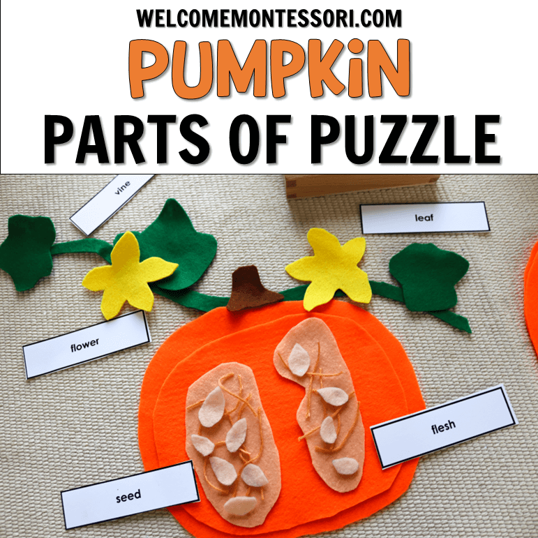 Use these fall practical life activities for your Montessori classroom or homeschool. Perfect for autumn themed hands-on learning!