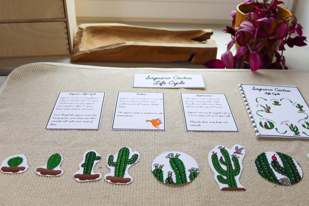 Discover Montessori North America continent study activities and resources. Everything from flags to life cycles to grammar is included!