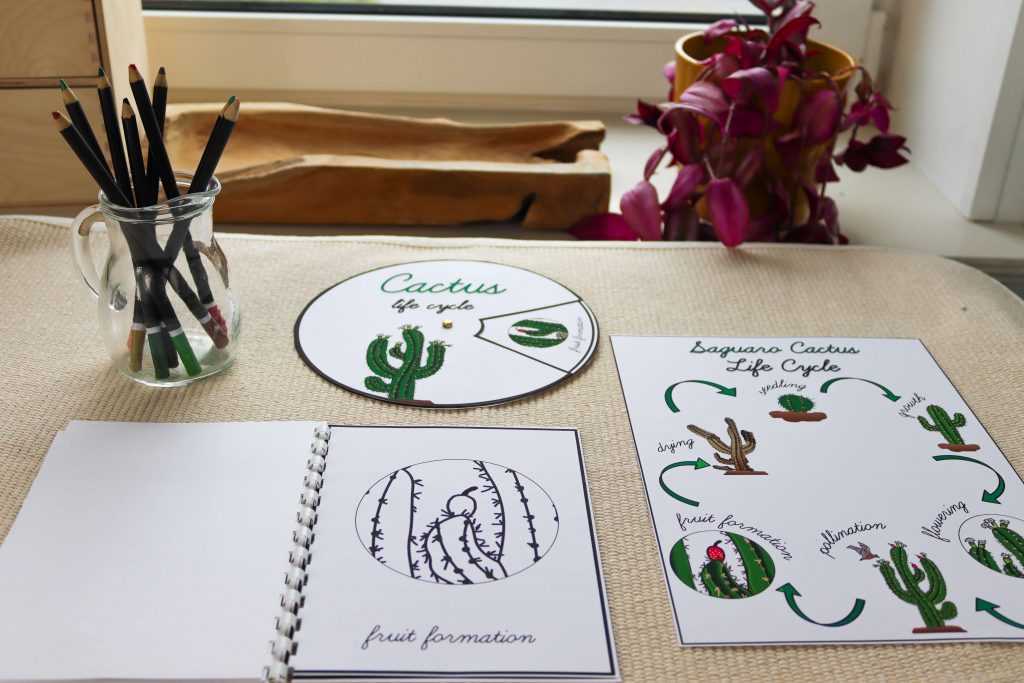 Discover Montessori North America continent study activities and resources. Everything from flags to life cycles to grammar is included!