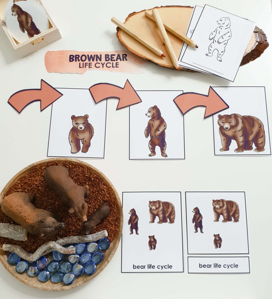 Discover Montessori North America continent study activities and resources. Everything from flags to life cycles to grammar is included!