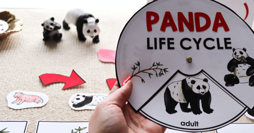 The perfect Montessori life cycle of a panda as well as parts of a panda for a Montessori classroom's zoology shelves or Asia continent study!
