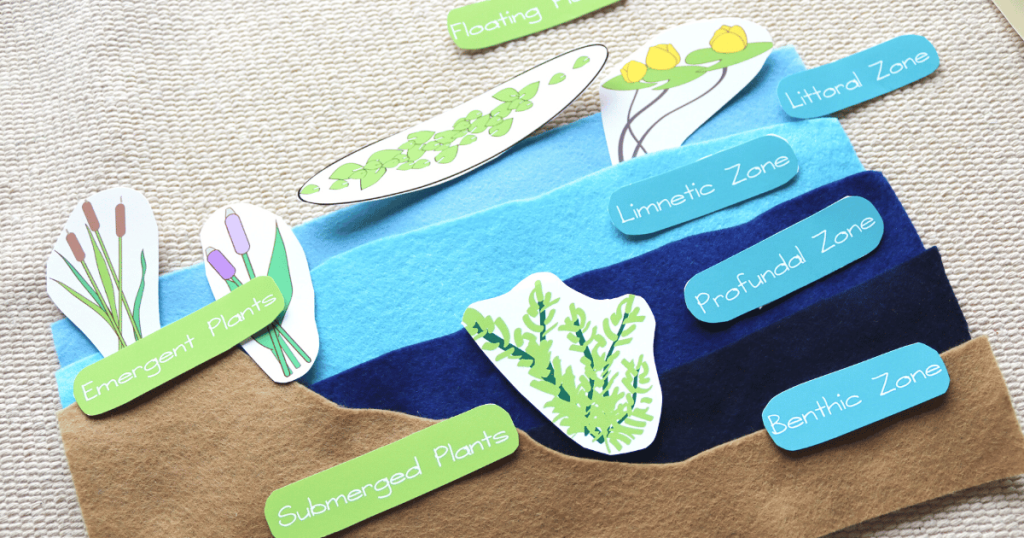 Use these Montessori pond life layers printables to create engaging activities for your students. Make your own felt pond layers activity!