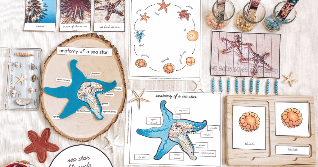 Dive into the enchanting world of sea stars with our collection of engaging Montessori activities, perfect for teaching primary-aged children